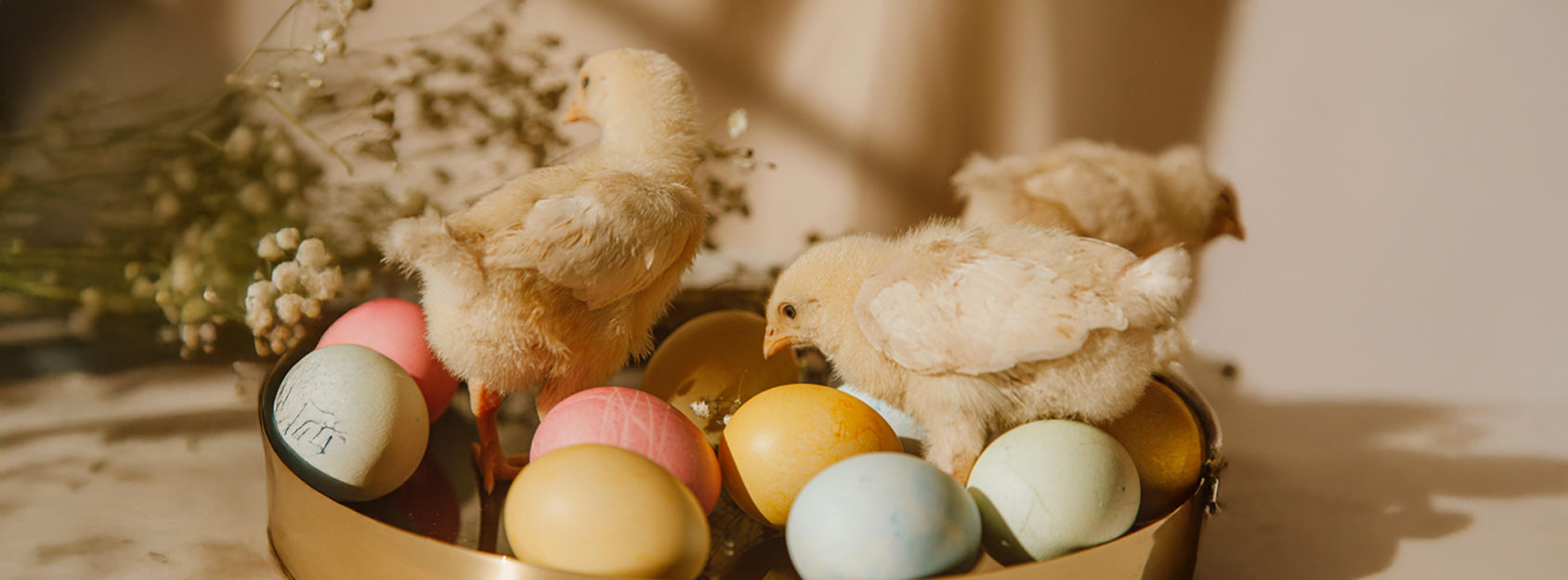 Drei flauschige Küken stehen auf und um eine goldene Schale mit bunt gefärbten Ostereiern.