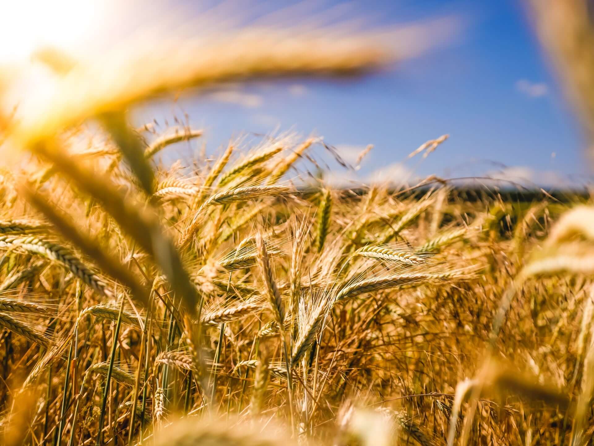 Weizen Feld