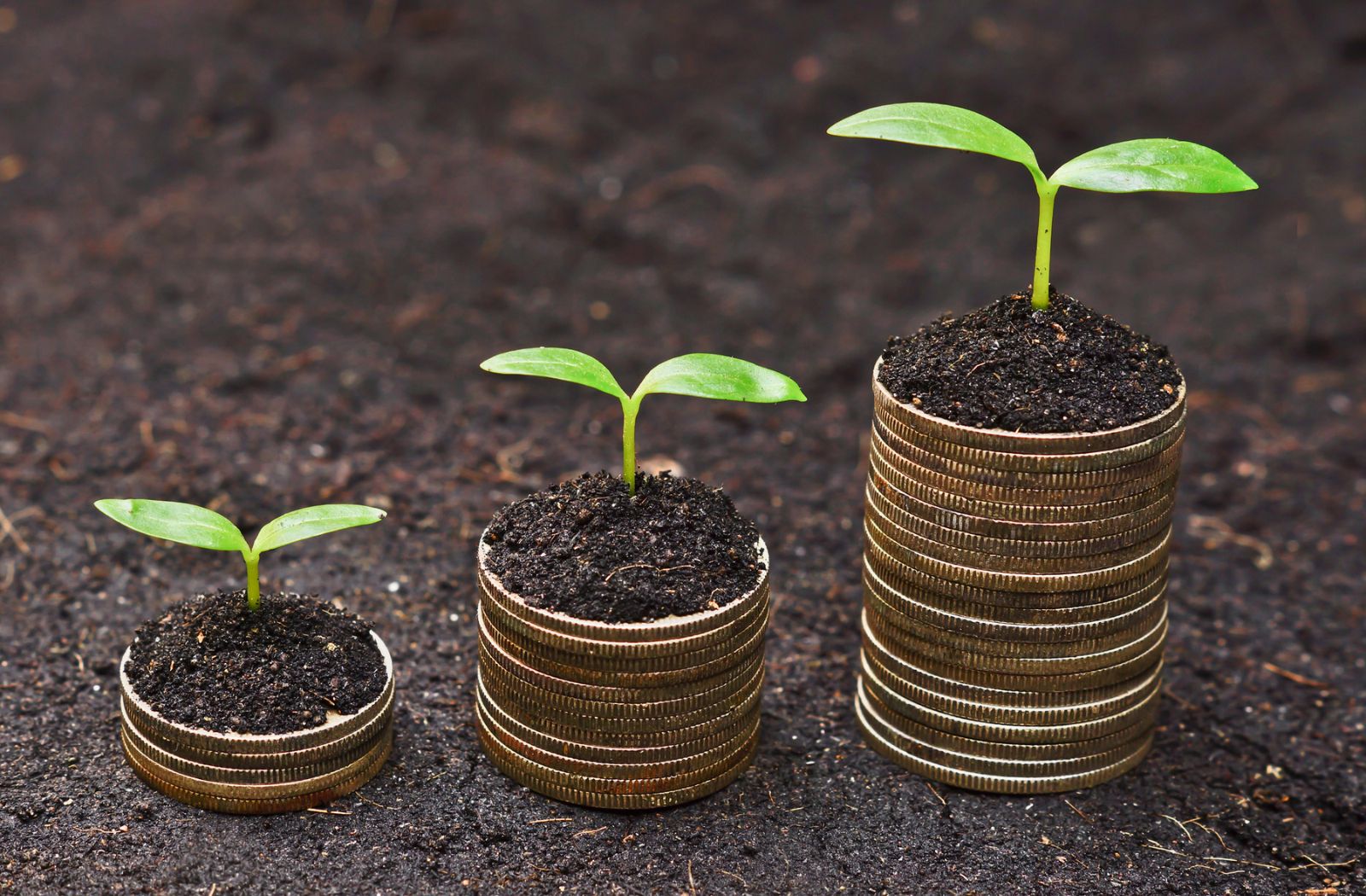 Pflanzen auf Münzen. Was ist ökonomische Nachhaltigkeit?