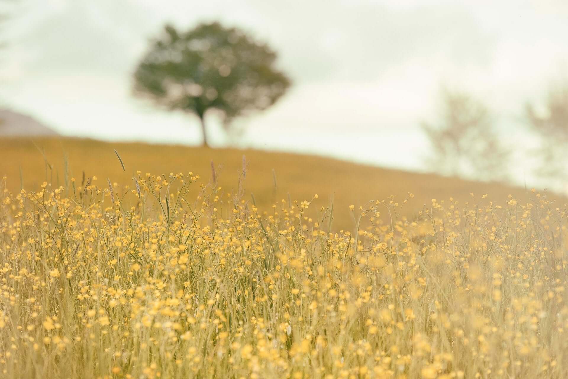 Blumenwiese oder Feld im Sommer mit Baum im Hintergrund