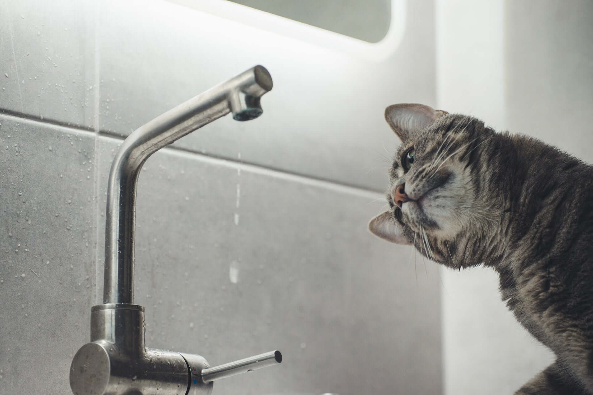 Katze schaut auf einen Wasserhahn