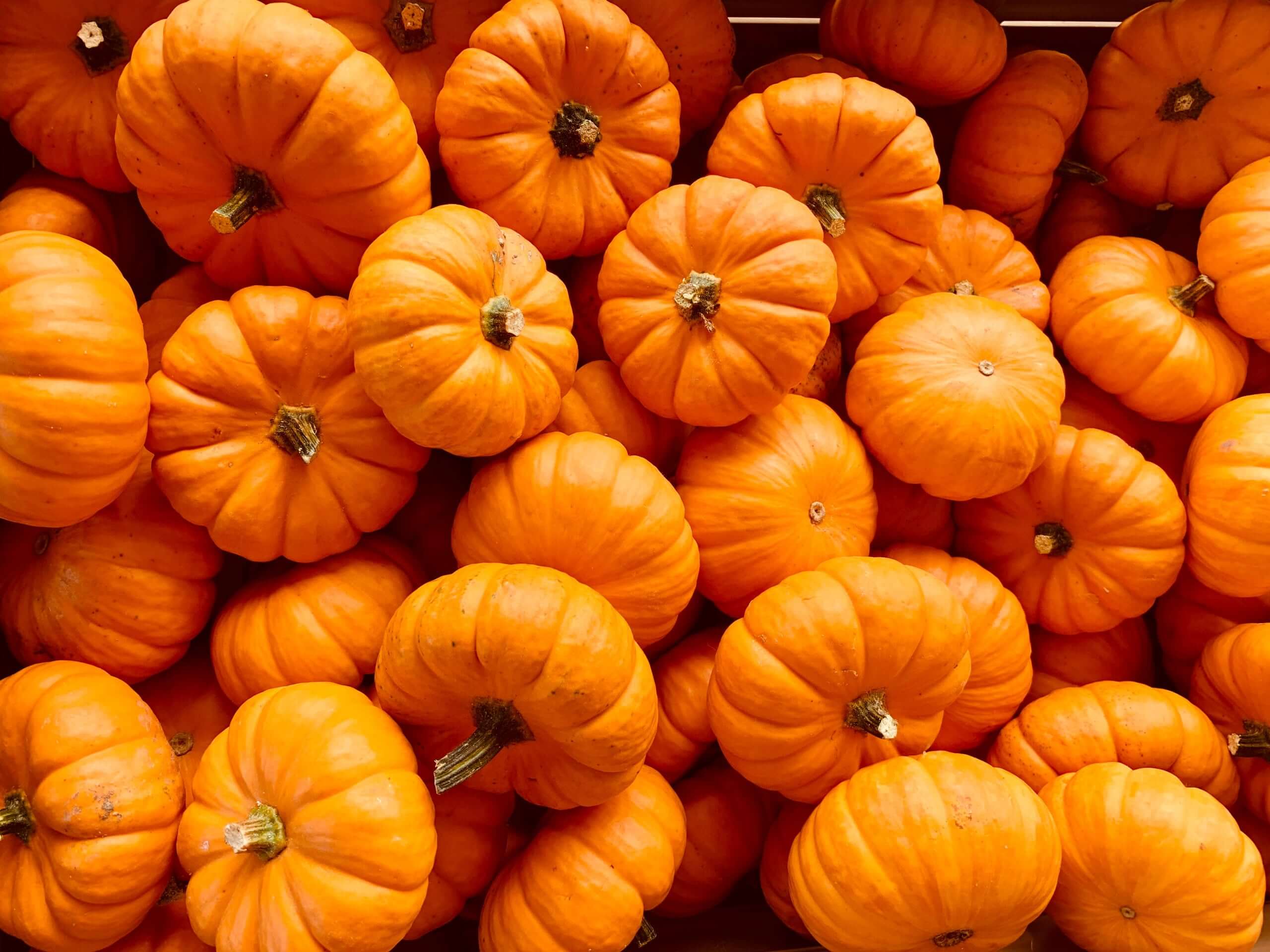 Kürbisse: saisonales Herbst Gemüse