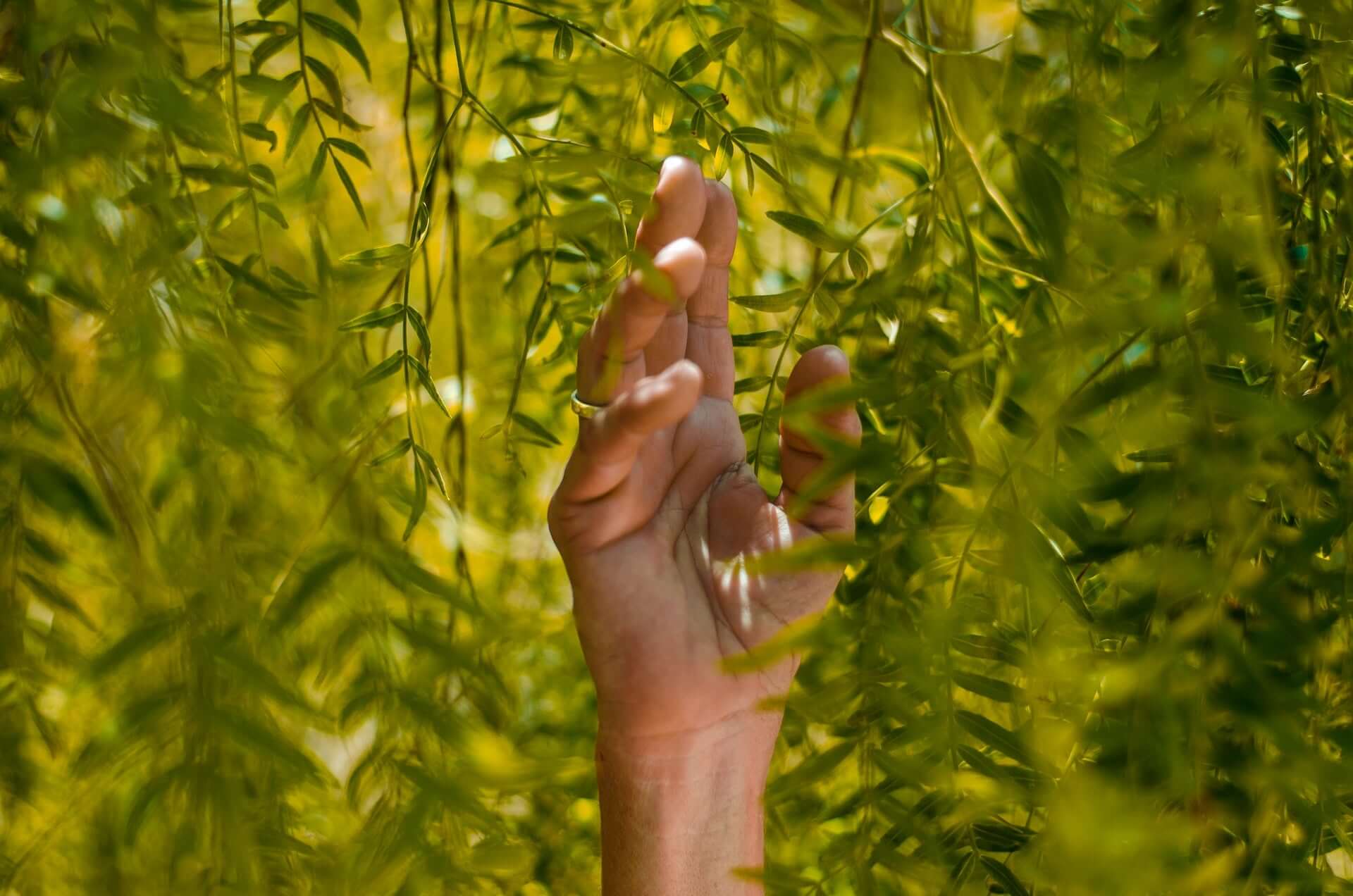 Hand greift nach oben in Äste eines Baumes